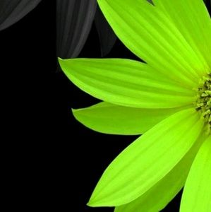 Meet your Posher, Justina